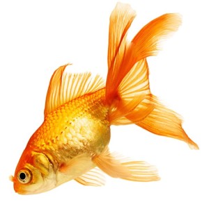 goldfish clipart