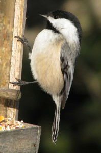 black-capped-chickadee-1520300_1280